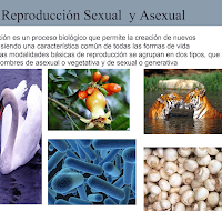 REPRODUCCION, SEXUAL Y ASEXUAL.pptx 